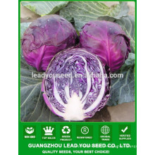 NC07 Zigod hybrid chinese cabbage seeds for palnting nice fruit